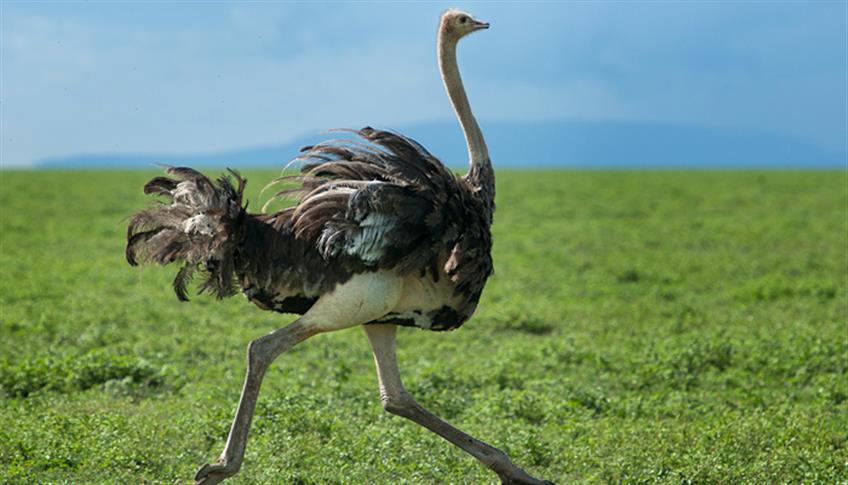 Lo struzzo, velocissimo nella corsa, ma scarso nel volo Lo struzzo, velocissimo nella corsa, ma scarso nel volo